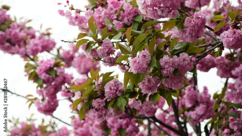 Nice sakura tree flowers nature spring outdoor awakening 4k video macro