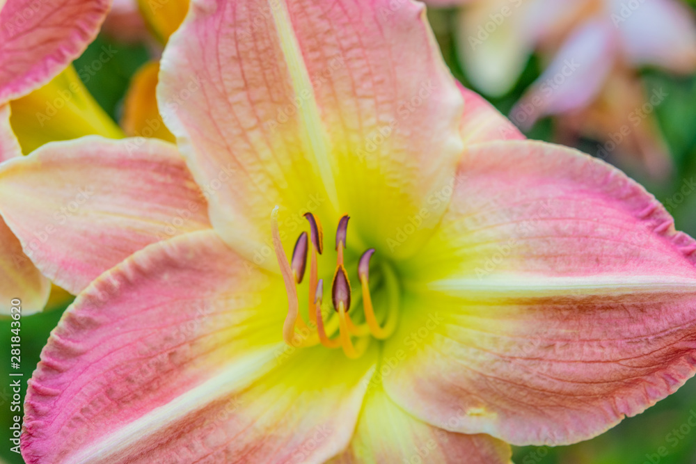 Closeup of pink and yellow lily