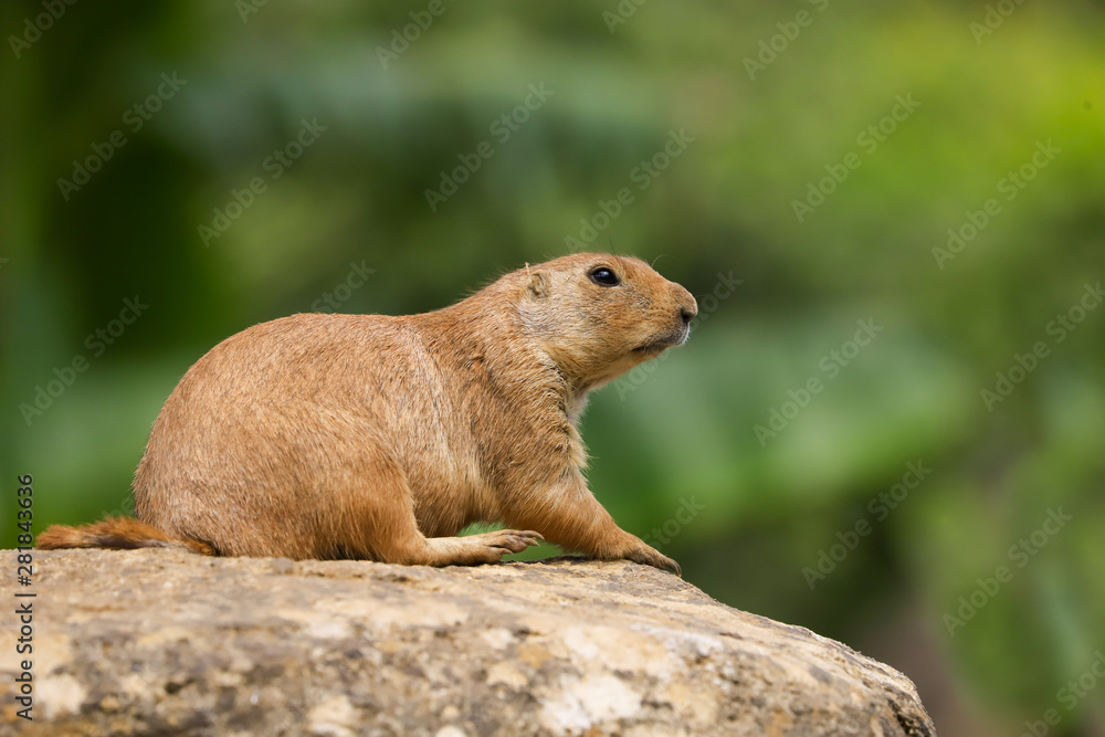 Prairie Dog (Cynomys ludovicianus) sitting on a rock as lookout in the summer sunshine Prairie Dog (Cynomys ludovicianus) sitting on a rock as lookout in the summer sunshine
