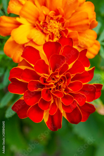 Closeup of orange marigolds in garden