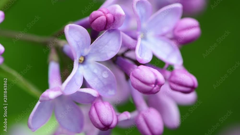 Spring nature flowers garden purple blooming lilac under the rain 4k video Spring nature flowers garden purple blooming lilac under the rain 4k video