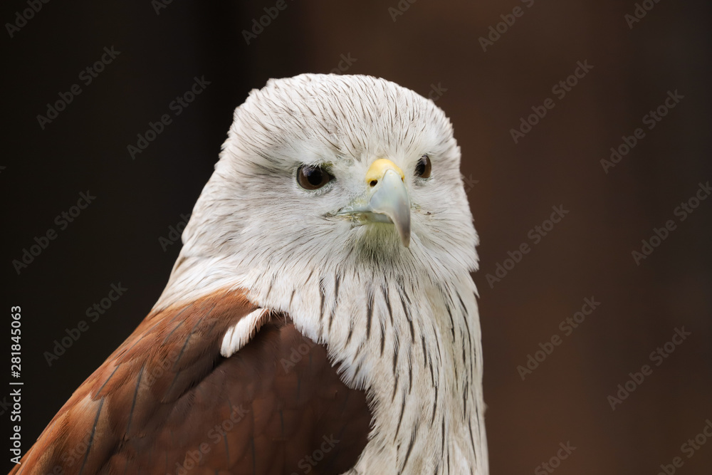 Close up head and shoulders portrait of a Brahminy Kite (haliastur indus) bird of prey isolated against a black background Close up head and shoulders portrait of a Brahminy Kite (haliastur indus) bird of prey isolated against a black background