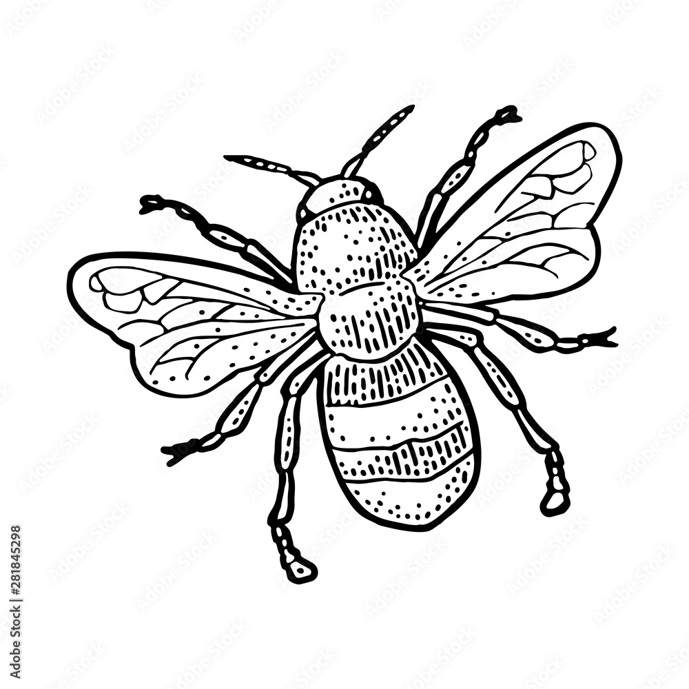 Bee flying. Isolated vector illustration on white background. Honey bee ...