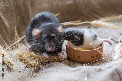  black mom rat and her baby in a plate