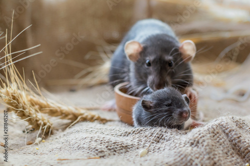  black mom rat and her baby