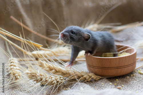  curious black young rat in spikelets