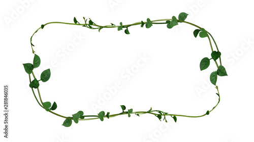 Nature frame layout of heart shaped green succulent leaves vine plant Malabar spinach or Climbing vine spinach (Basella alba) isolated on white background, clipping path included.