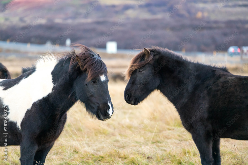 Two Horses Facing Each other Two Horses Facing Each other