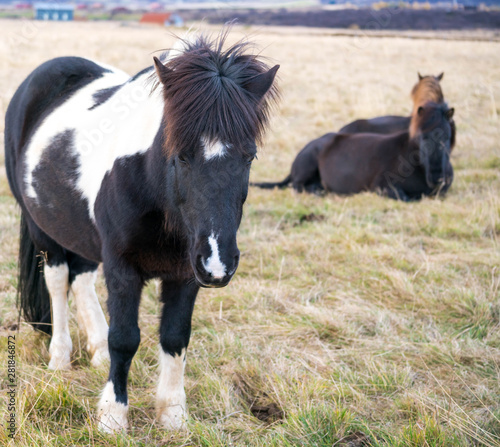 Icelandic Horses Grazing 