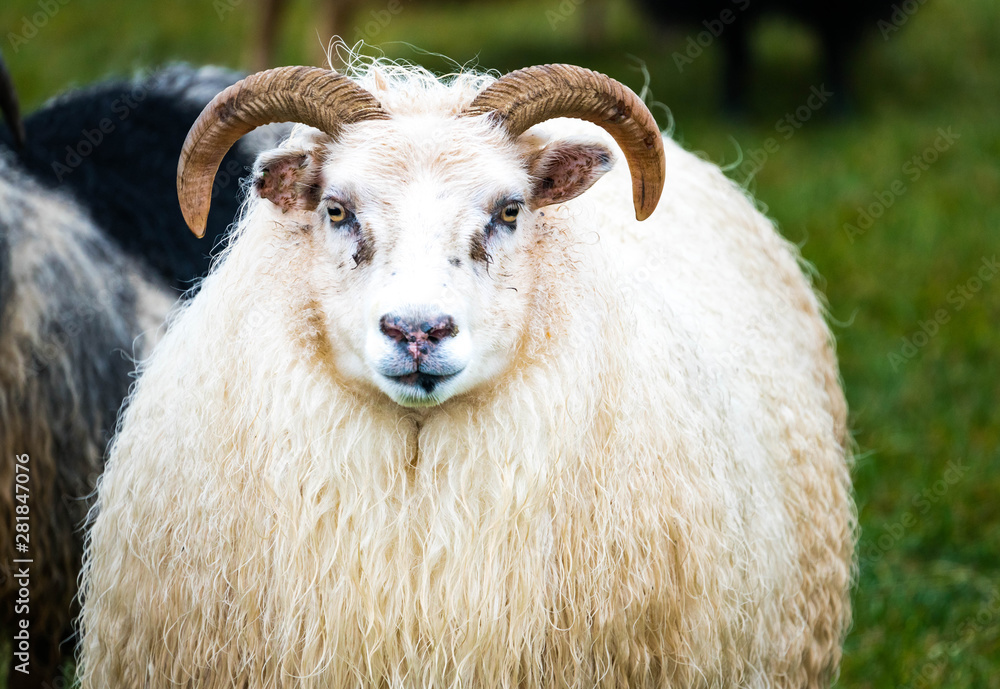 Portrait of Horned Sheep