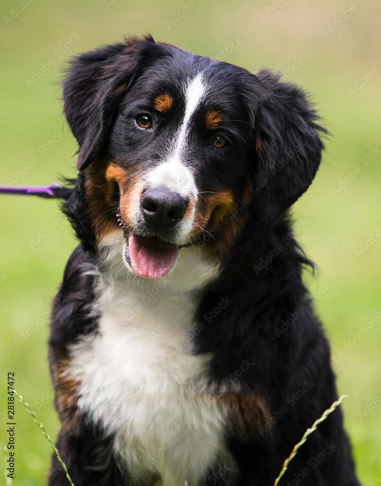 bernese mountain dog on grass in summer bernese mountain dog on grass in summer