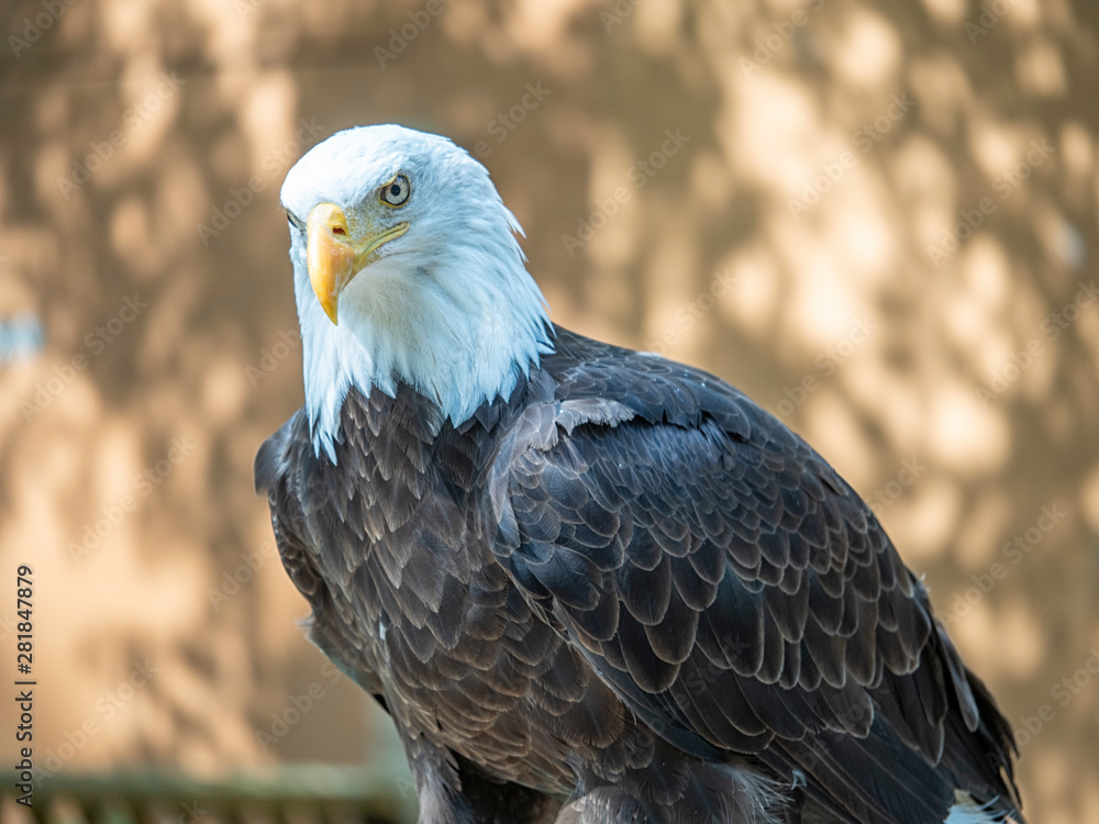 Fototapeta premium Mature bald eagle with an intense gaze staring down its prey 
