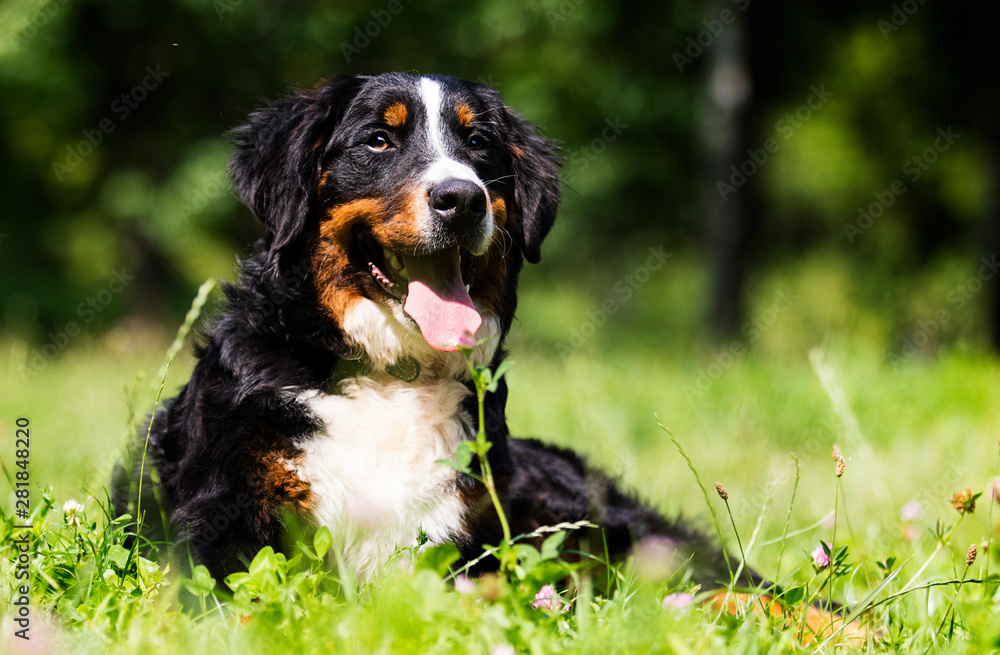 bernese mountain dog on grass in summer