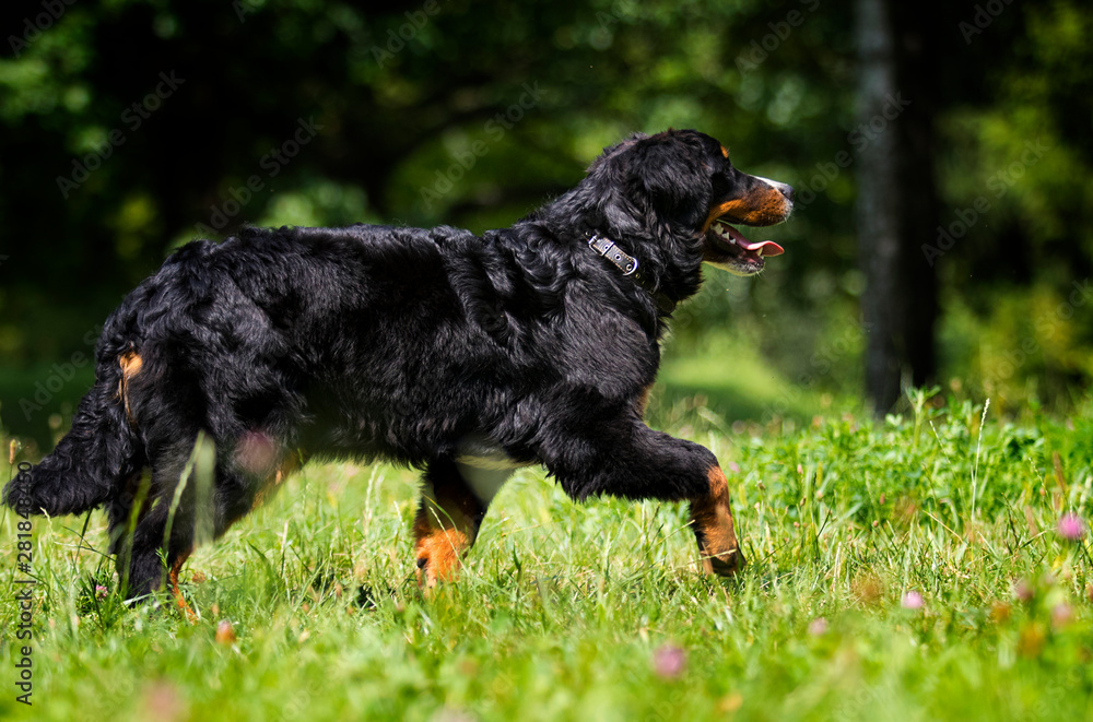 bernese mountain dog on grass in summer bernese mountain dog on grass in summer