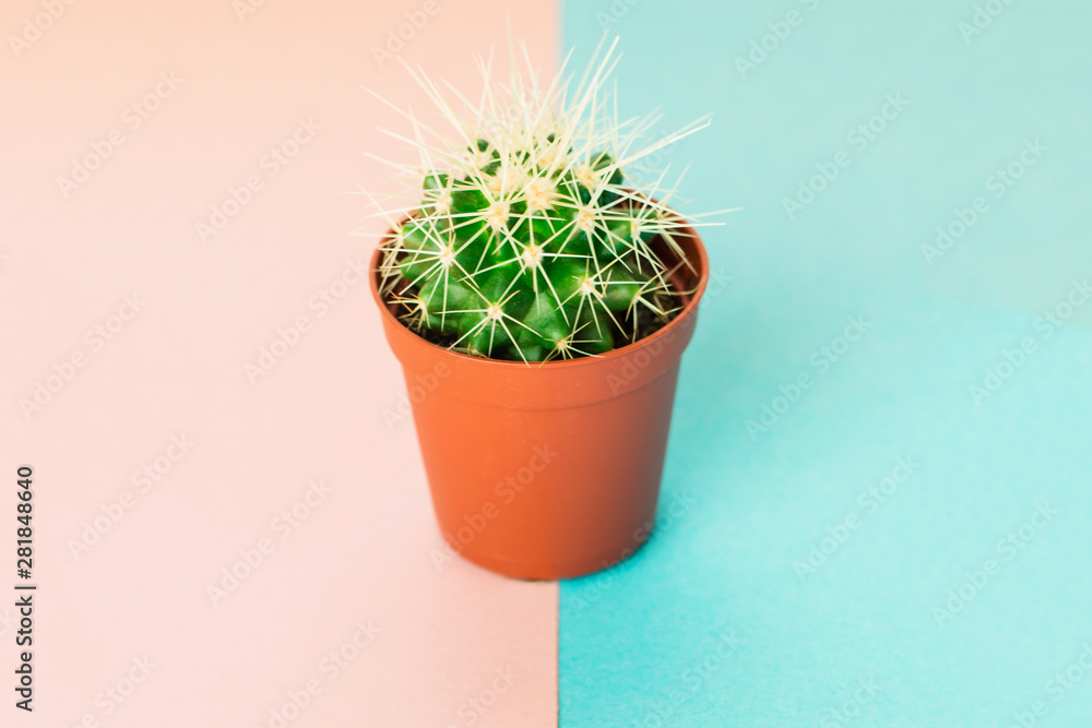 Small green cactus in orange pot on pink and blue background. Small green cactus in orange pot on pink and blue background.