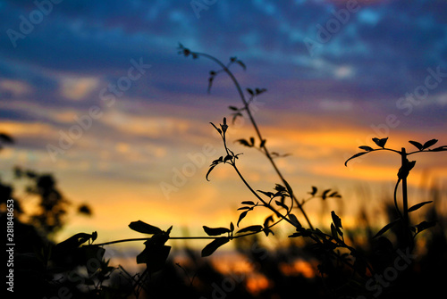 La silueta de la naturaleza a trav  s del atardecer de final de verano