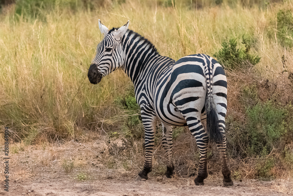 A zebra in the savannah in the Serengeti park, portrait of back A zebra in the savannah in the Serengeti park, portrait of back