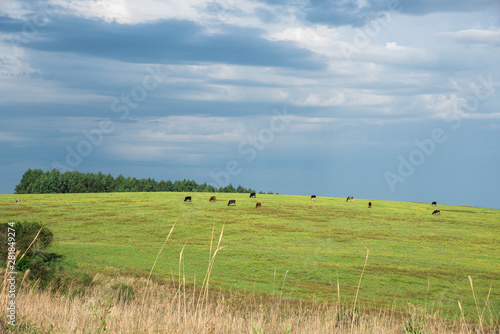 Grassland field and cattle over autumn green grass 01.jpg