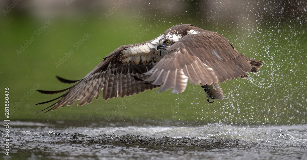 Obraz premium Osprey 