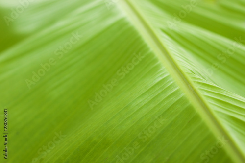 Palm leaf  close-up  natural light