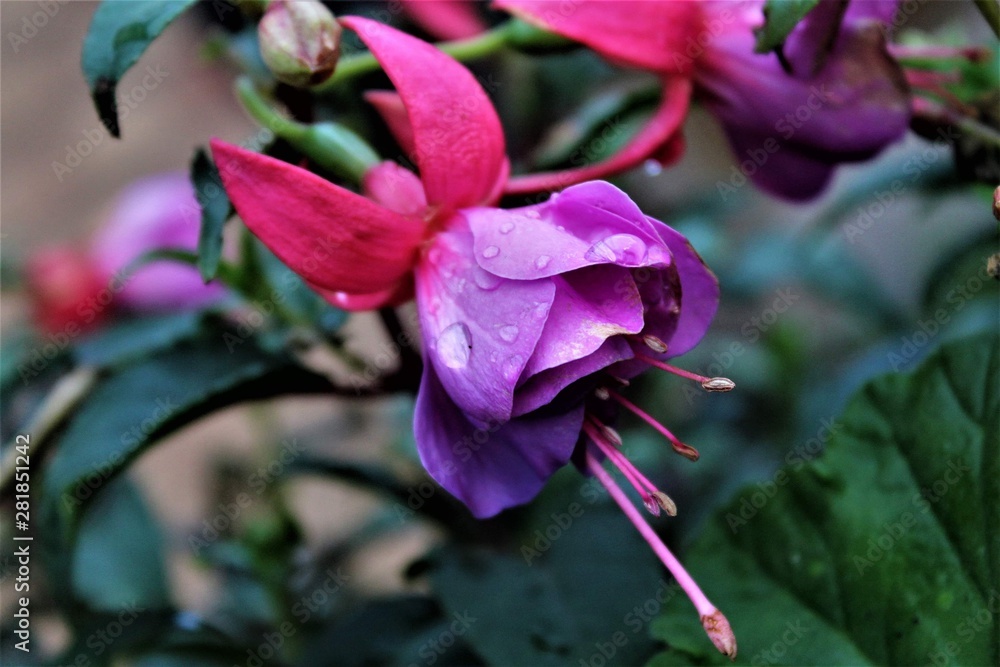 flower in garden flower in garden