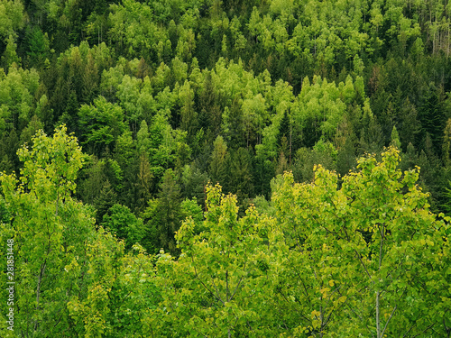 Spring forest texture with different shades of green. Lot of trees on the mountain hill as a pattern. Wild nature landscape