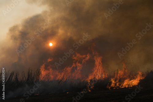 burnt sugarcane field in central america © Mariano