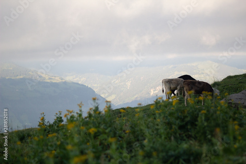Fototapeta Naklejka Na Ścianę i Meble -  Alp mit Vieh