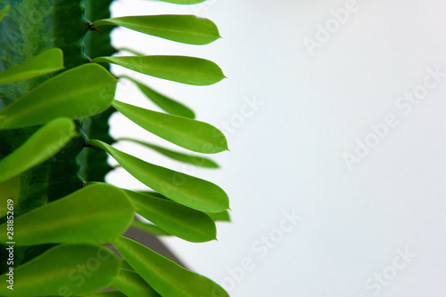 The leaves of a Cactus isolated. Background with floral frame.