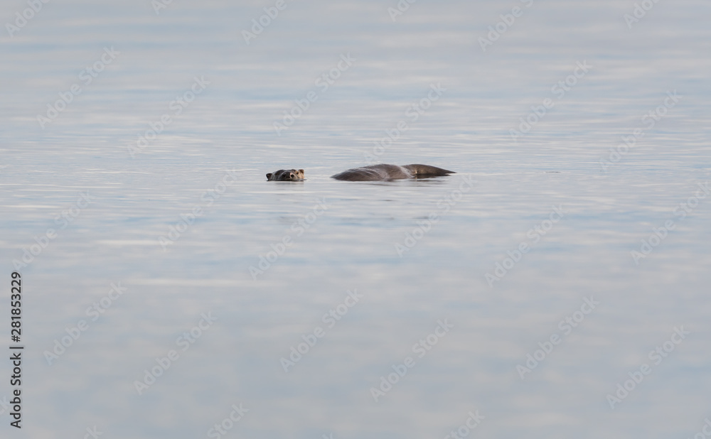 otter in the wild otter in the wild