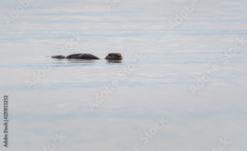 otter in the wild © Jillian