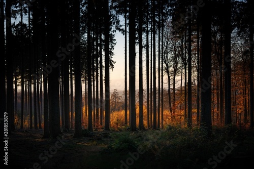 Deutscher Wald am Abend