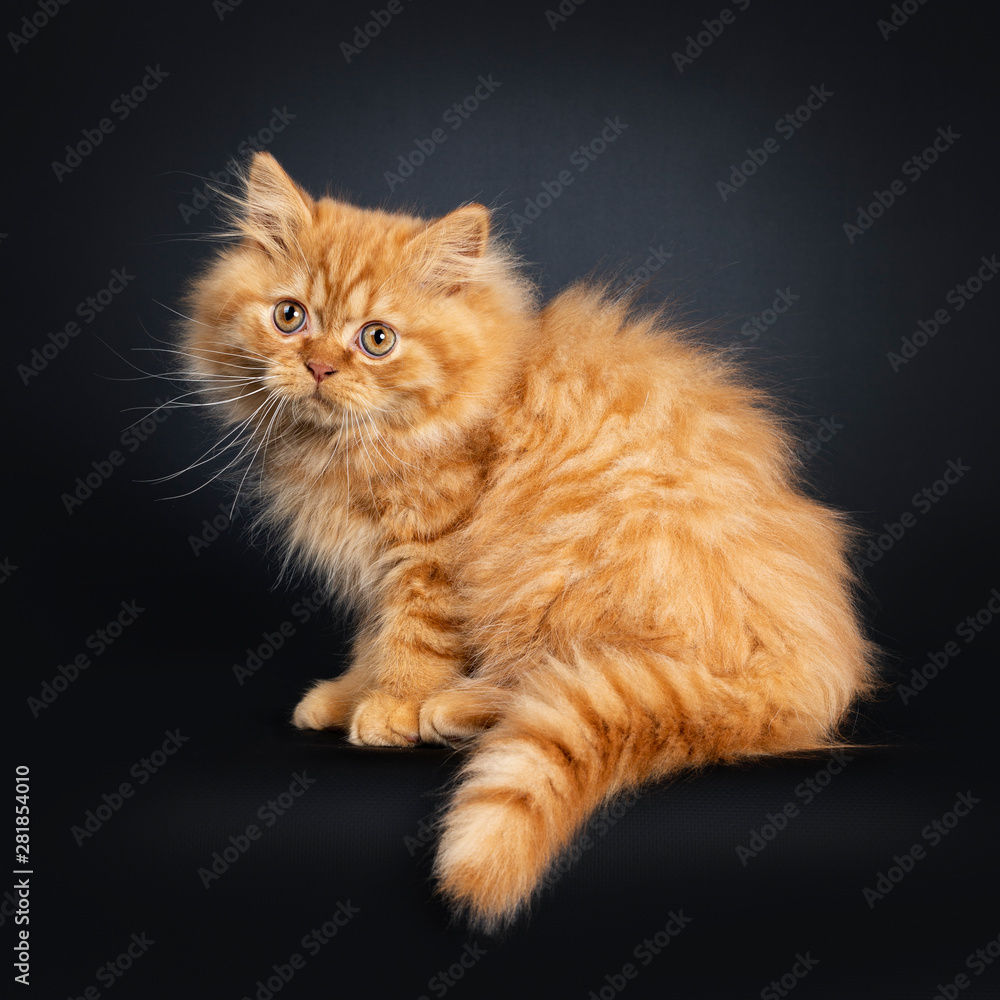Fluffy red British Longhair cat kitten, sitting sideways. Looking beside  camera with orange eyes. Isolated on black background. Tail hanging down  from edge. Stock Photo | Adobe Stock