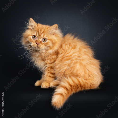 Fluffy red British Longhair cat kitten, sitting sideways. Looking beside camera with orange eyes. Isolated on black background. Tail hanging down from edge. Stock Photo | Adobe Stock Fluffy red British Longhair cat kitten, sitting sideways. Looking beside camera with orange eyes. Isolated on black background. Tail hanging down from edge. Stock Photo | Adobe Stock