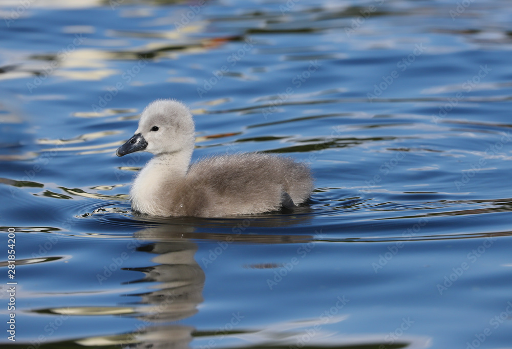 A beautiful baby mute swan cygnet (Cygnus olor) swimming on the water.  Taken at my local park in Cardiff, South Wales, UK