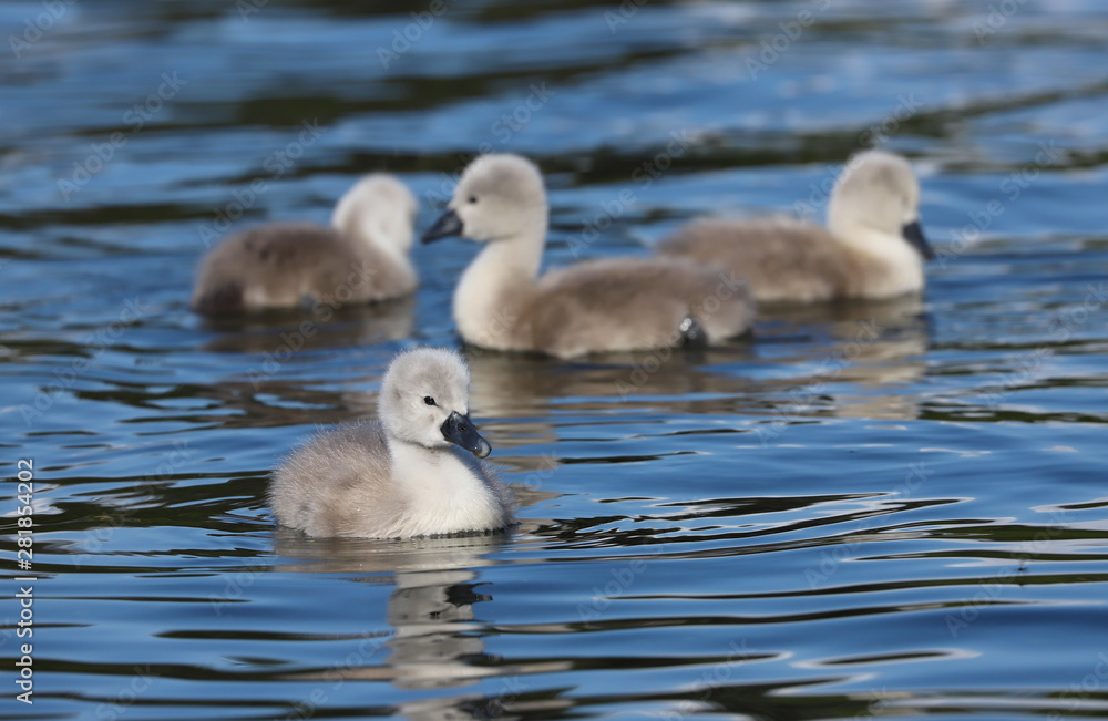 A beautiful baby mute swan cygnet (Cygnus olor) swimming on the water.  Taken at my local park in Cardiff, South Wales, UK