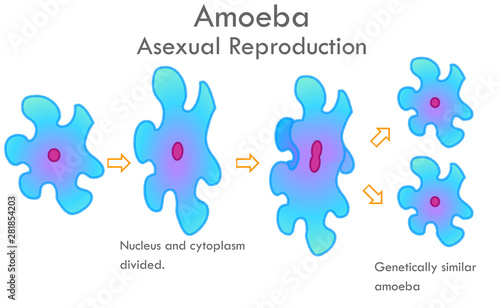 Amoeba division stages. Stages of mitosis division with arrows. Asexual reproduction. Nucleus and cytoplasm divided. Genetically similar, sister amoeba. Biological drawing. Transparent vector.