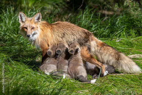 Red Fox nursing