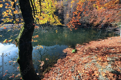 Fototapeta Naklejka Na Ścianę i Meble -  autumn leaves in water