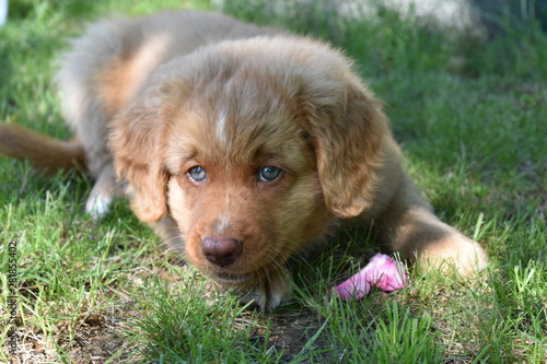 Obraz na płótnie Canadian retriever dog