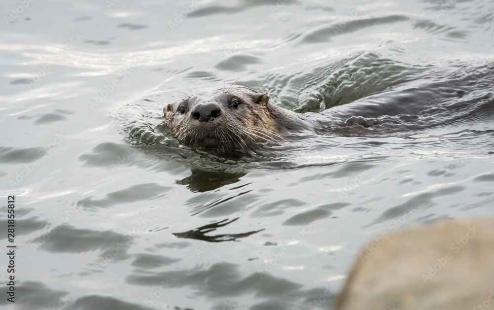 River otter in the wild River otter in the wild