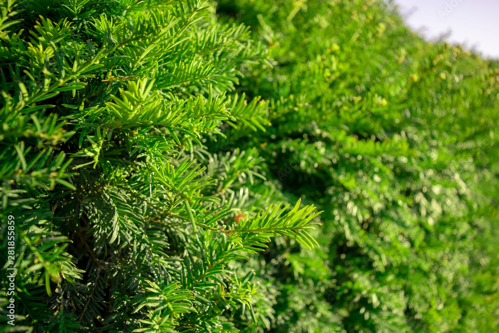 Beautiful pine tree branches background Beautiful pine tree branches background