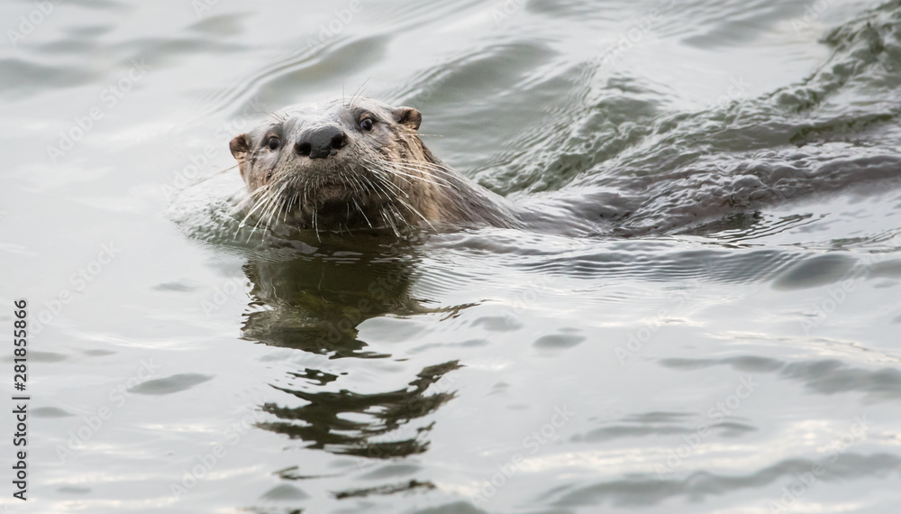 Obraz premium River otter in the wild