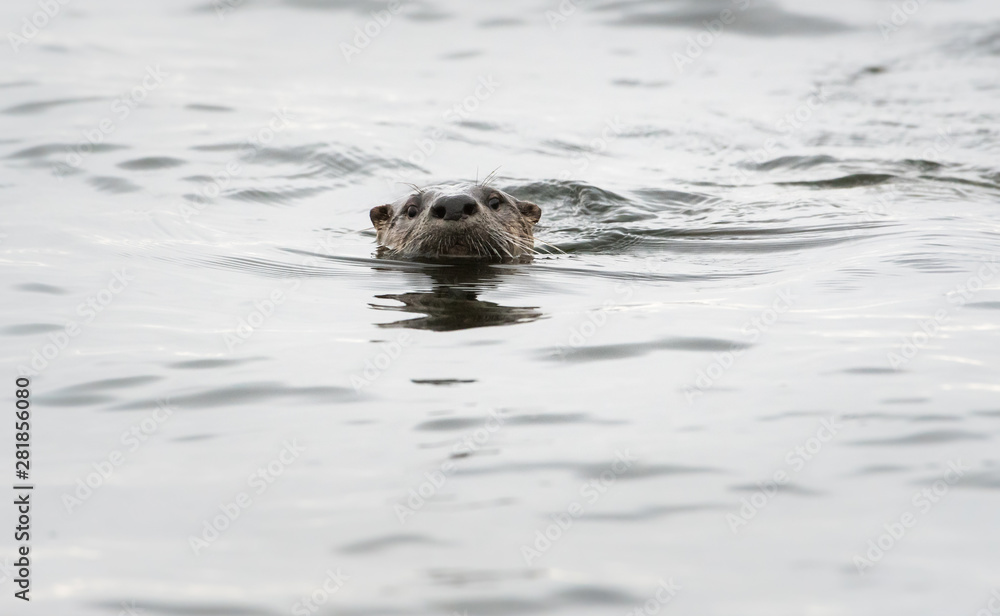 River otter in the wild River otter in the wild