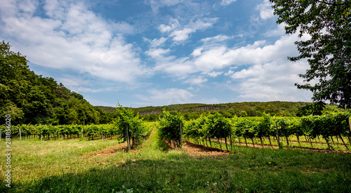 green vineyards rows