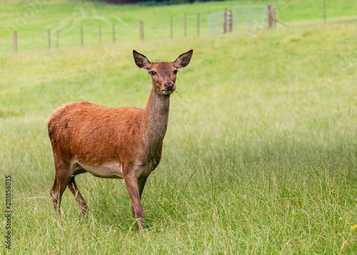 Red Deer