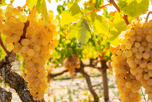 bunches of xarel lo grapes with central space for text
