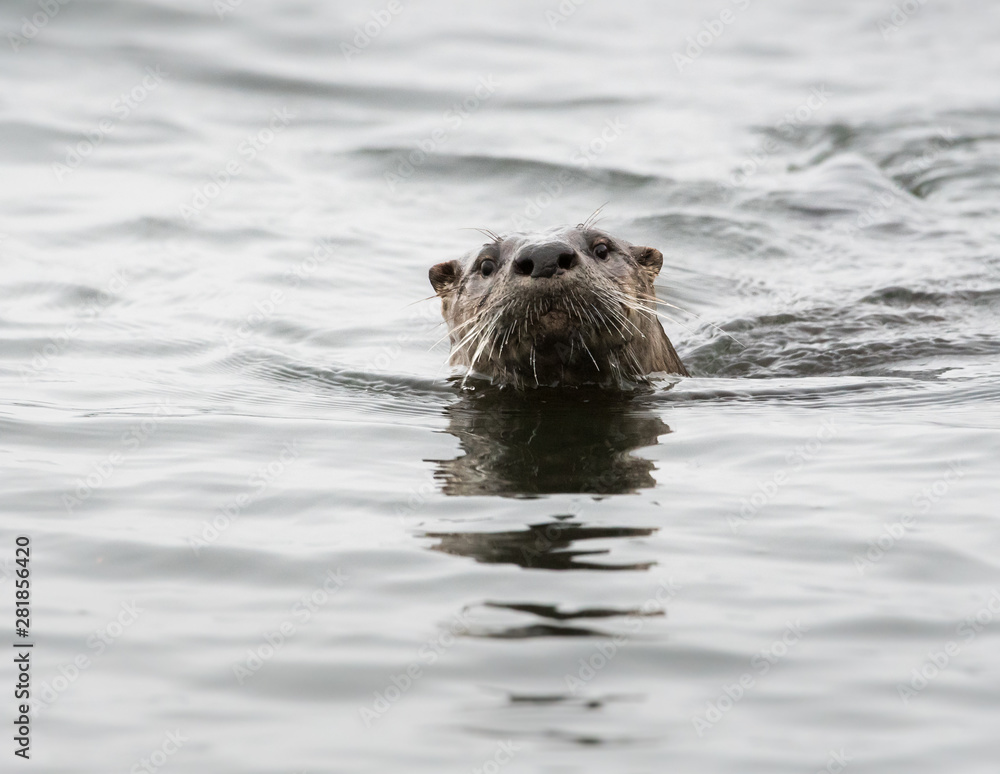 Fototapeta premium River otter in the wild