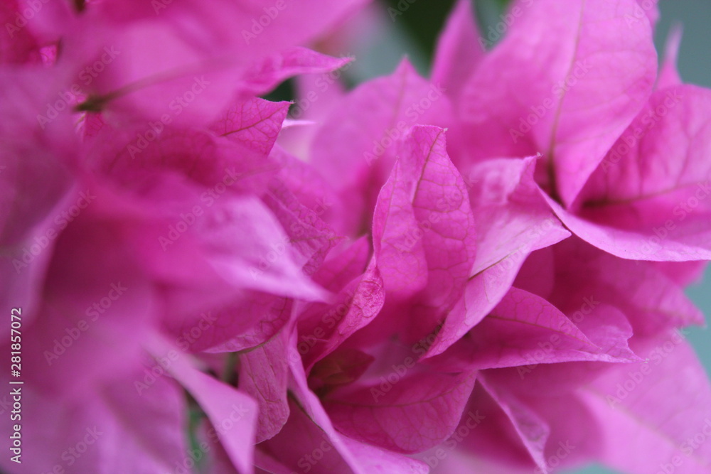 Bougainvillea 3 Bougainvillea 3
