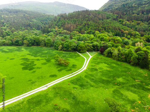 Aerial view of beautiful large pine tree and blossoming gorse bushes on a banks on Muckross Lake, located in Killarney National Park, County Kerry, Ireland. photo